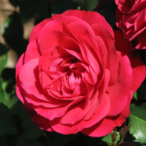 E-commerce, vendita, rose, in, vaso rose floribunde - rosso - Rosa Mona Lisa® - rosa dal profumo discreto - Michèle Meilland Richardier - ,-